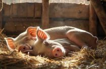 Сонник — К чему снится свинья? Толкование снов о свиньях и нападениях