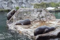 Сонник — к чему снится тюлень? Нерпа в воде и тайны снов о тюленях