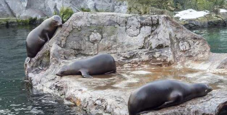 Сонник — к чему снится тюлень? Нерпа в воде и тайны снов о тюленях