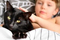 Сонник — К чему снятся кошачьи лапы? Узнайте значение снов о кошках и сломанных лапках