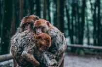 Совместимость Змеи и Обезьяны в Гороскопе — Узнайте, Как Эти Знаки Взаимодействуют