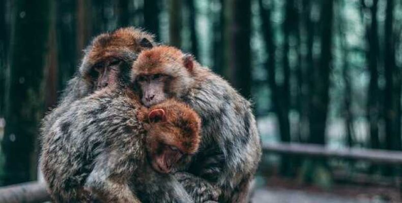 Совместимость Змеи и Обезьяны в Гороскопе — Узнайте, Как Эти Знаки Взаимодействуют