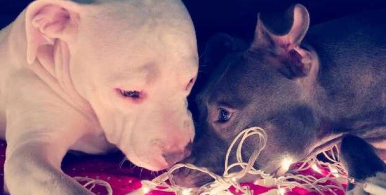 Совместимость знаков зодиака — Свинья, Женщина, Кот и Кролик — Узнайте, что ждет вашу пару!