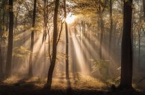 Тайна имени Сильвестр: Лесной дикарь, папа римский и русский Селиверст