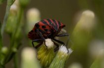 Татуировка в виде божьей коровки — значение и символика