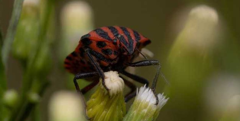 Татуировка в виде божьей коровки — значение и символика
