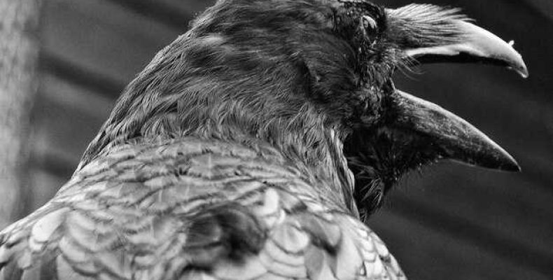 Татуировка ворона на шее — смысл и значение птицы в истории