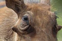 Типы свини кабана по восточному гороскопу — особенности питания водяного кабана