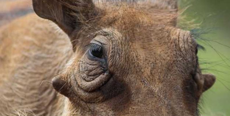 Типы свини кабана по восточному гороскопу — особенности питания водяного кабана