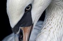 Толкование сна — к чему снится большой страус — сонник и значение