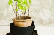 Толкование снов — Сонник — ростки из земли, рассада и проросшие растения