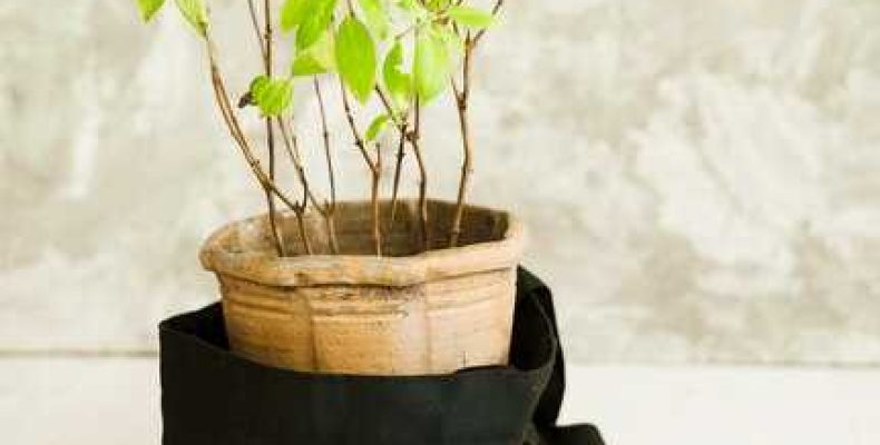 Толкование снов — Сонник — ростки из земли, рассада и проросшие растения