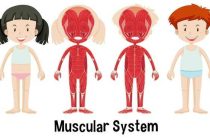 Тонкие тела человека — что это такое и их строение