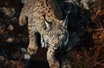 Тотемное животное — значение рыси для девушек и как определить свое тотемное животное