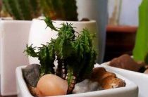 Цветы по фен шуй — значение и действие, можно ли держать кактусы дома