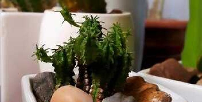 Цветы по фен шуй — значение и действие, можно ли держать кактусы дома