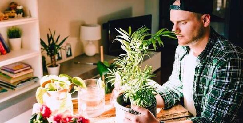 Универсальные комнатные цветы для всех знаков зодиака — выбираем идеальное растение