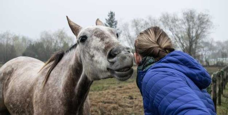 Все о лошади Гунтер — характеристики, уход и особенности содержания в России
