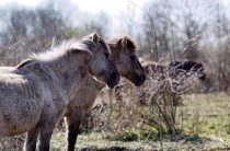 Вятская лошадь — характеристика, экстерьер и особенности породы
