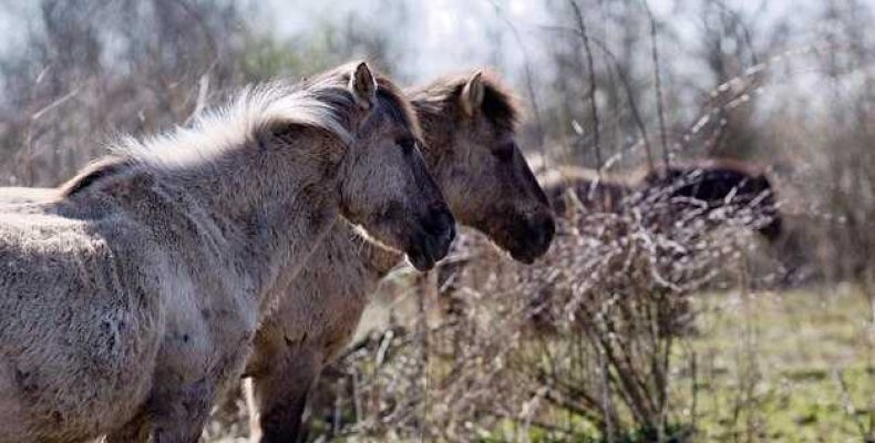 Вятская лошадь — характеристика, экстерьер и особенности породы