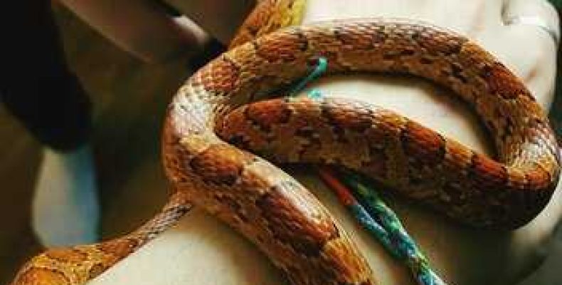 Характеристика мужчин и женщин-Дев, рожденных в год Змеи — Почему они уникальны?