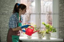 Растение мощный оберег для дома 10 букв: тайна, о которой молчат