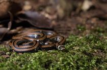 Жарит змею — сонник и толкование сна о нападении, укусе и красивой доброй змее