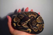 Женщина-Водолей Змея — Характеристика, Карьера и Финансовые Перспективы