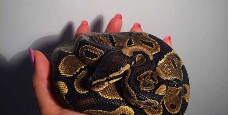 Женщина-Водолей Змея — Характеристика, Карьера и Финансовые Перспективы