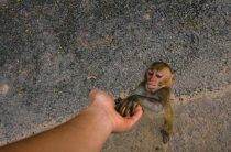 Значение линии симиан на ладони — что говорит линия обезьяны на правой руке?